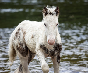 Plakat Pony in River