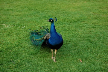 Obraz premium Peacock on a green grass.