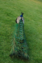 Obraz premium Peacock on a green grass.