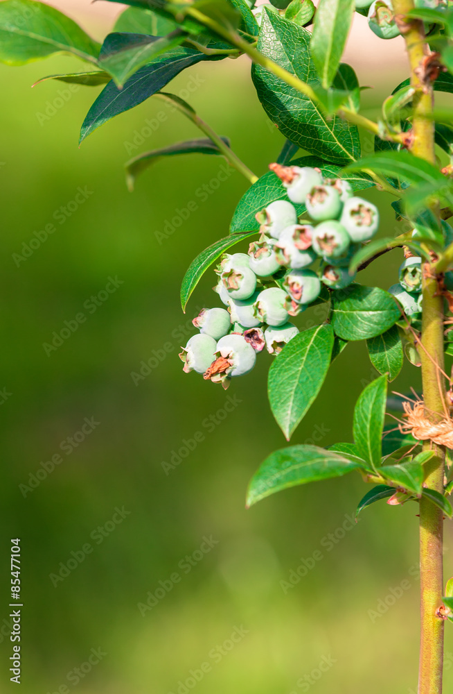 Wall mural blueberry twig, blueberry bush in a garden.