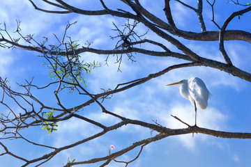 white heron in tree