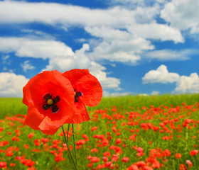 Poppies