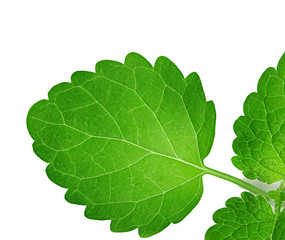 mint leaves isolated on white background