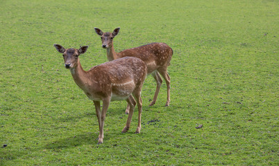Hirsch mit Rehen