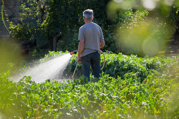 Arrosage au jardin potager © Thierry RYO