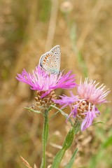 M&auml;nnlicher Himmelblauer Bl&auml;uling auf Wiesen-Flockenblume /