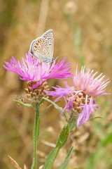 Männlicher Himmelblauer Bläuling auf Wiesen-Flockenblume /
