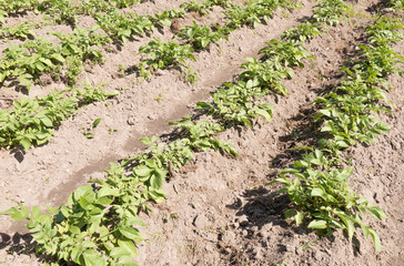 Potato plants.
