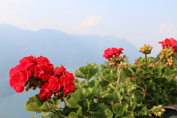 Flowers on the observation deck in the city of Como. Italy.