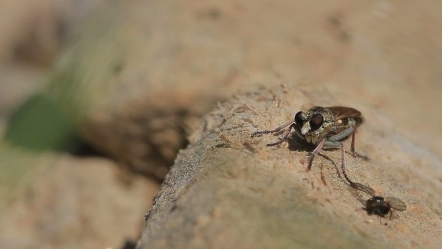 Gros plan femelle asilidae, arrivée d'un male, parade nuptiale, accouplement, un second male s'en mêle