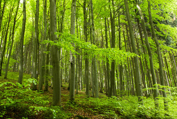 fairytale fresh green forest in the spring with sunlight
