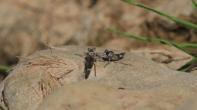 Parade nuptiale et accouplement de deux mouche (asilidae) de rivi&egrave;re