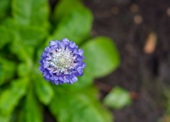 Blue flower ball