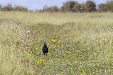 bird on a stroll in field