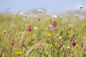 pretty wild flowers in meadow