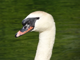 cygne tuberculé vue de profil