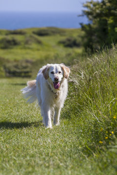 retriever pet dog happy on walk