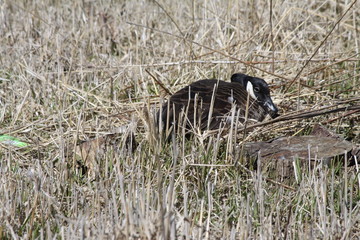 Canada goose sitting on a nest of eggs in an open field.

