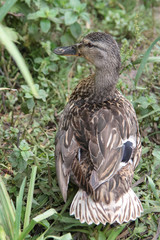 canard
