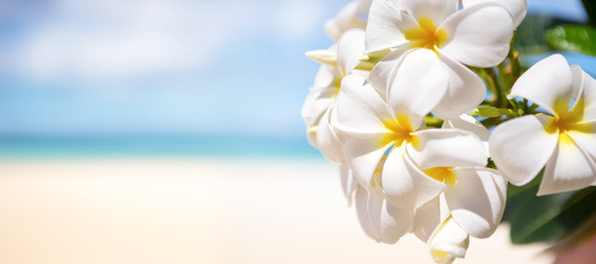 Weiße tropische Blume über schönem Strand