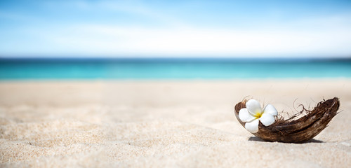 Naklejka premium White frangipani flower in frangipani flower