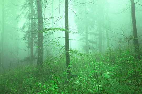 Fototapeta Green colored forest landscape