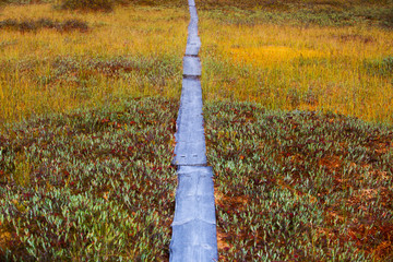 Wooden path on swamp