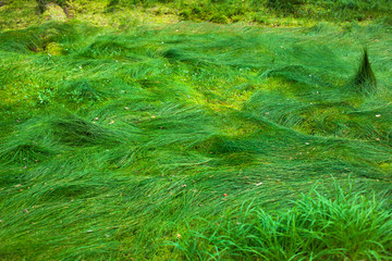 Wild grass