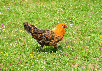 Totleger Huhn
