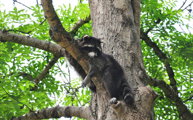 Waschbär (Procyon lotor)
