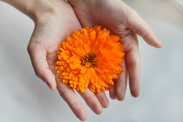 Large flower of calendula in the hands of a girl