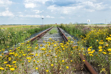 horizontal image of old railroad tracks no longer in use with a rail car sitting on it in the distance and yellow flowers growing across it in the forefront on a beautiful summer day