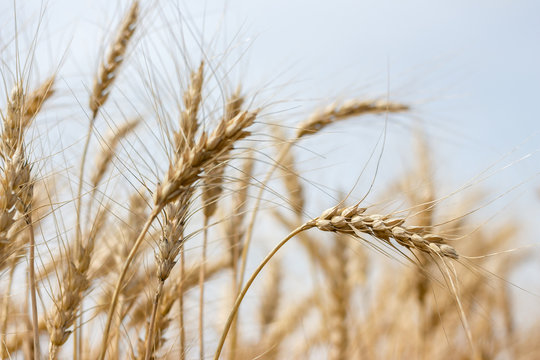 horizontal image of stalks of wheat gently blowing in the breeze under a pale blue sky in the summer time