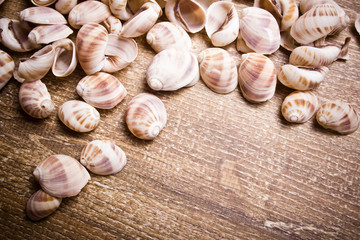 Empty snail shells on rustic wooden table. Culinary ingredient or decorative object in natural light. Texture background with soft shadows. French cuisine concept. Escargot preparation scene.