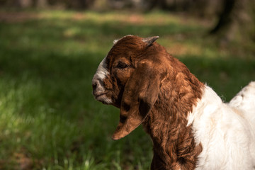 Obraz premium Boer goat kid in a pasture