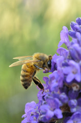 Abeille et lavande