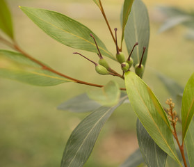 Obraz premium Grevillea orange marmalade with green seed pods