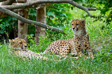 Fototapeta na wymiar cheetah