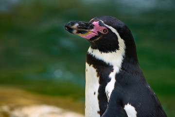 humboldt penguin