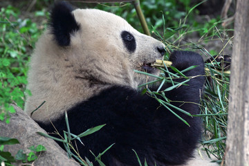 giant panda eating
