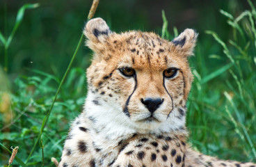 Obraz na płótnie Canvas cheetah