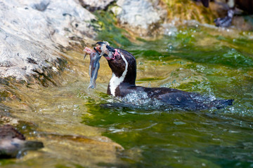 humboldt penguin © bertys30