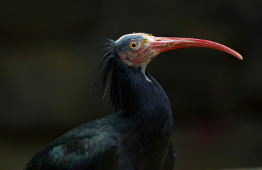 Northern bald ibis
