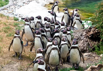 Plexiglas foto achterwand Humboldt-pinguïns © bertys30