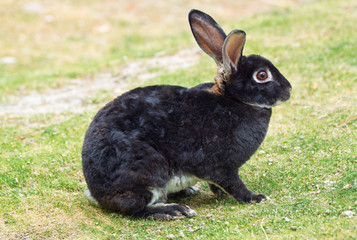 black rabbit