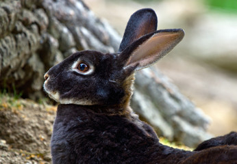 black rabbit