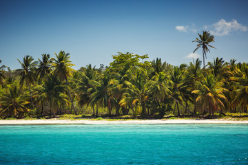 Obraz premium Palm trees on the tropical beach