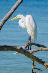 Great White Egret on a Branch at the Beach Close-up