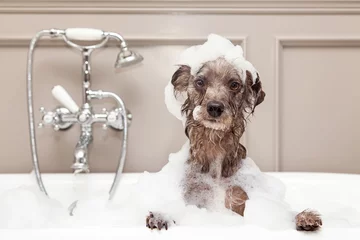 Door stickers Dog Funny Dog Taking Bubble Bath