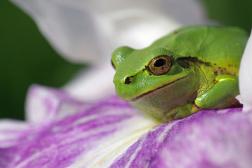 アマガエルと花菖蒲